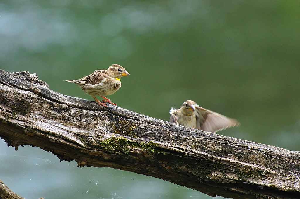 rock sparrow in the Marais poitevin regional nature Park