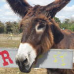 Poitou Donkey in the Marais poitevin régional nature park