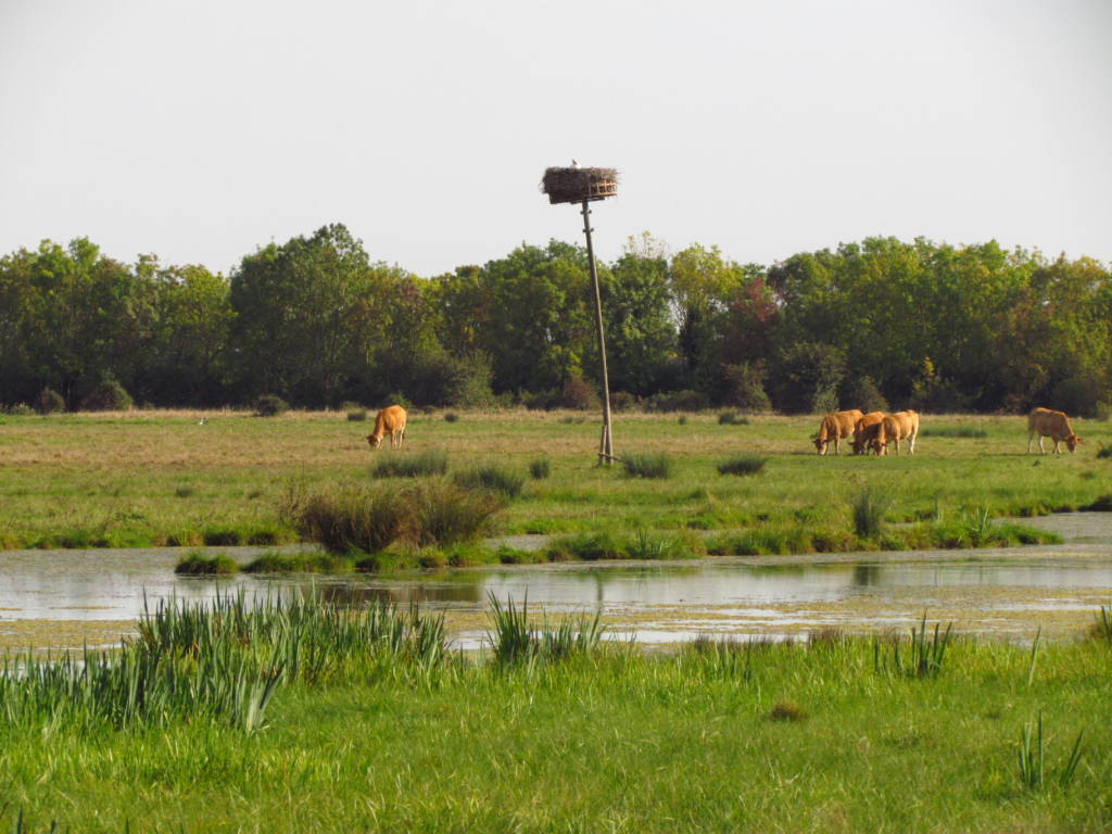 Vaches dans un marais communal, l'un des paysagegs du Parc naturel régional du Marais poitevin
