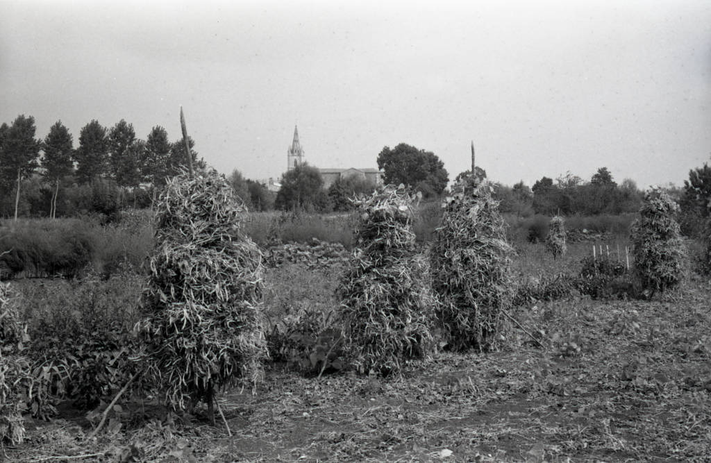 Mojettes drying on stakes in the Marais poitevin