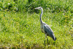 Gray Heron