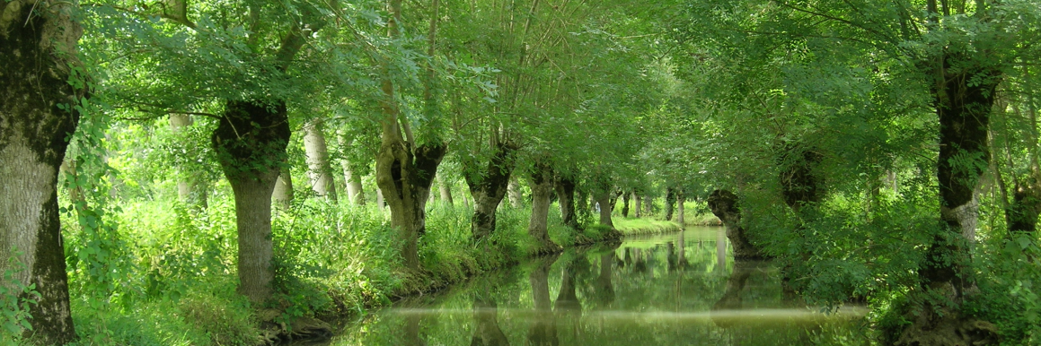 Découvrez la Venise verte dans le Marais poitevin