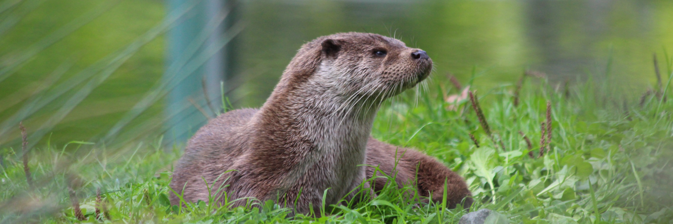 La biodiversité du Marais poitevin, une nature généreuse