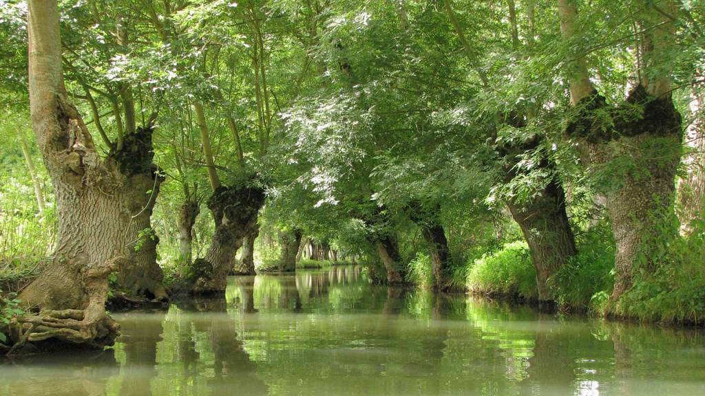 conche bordée de frenes tetards, paysage typique du marais poitevin