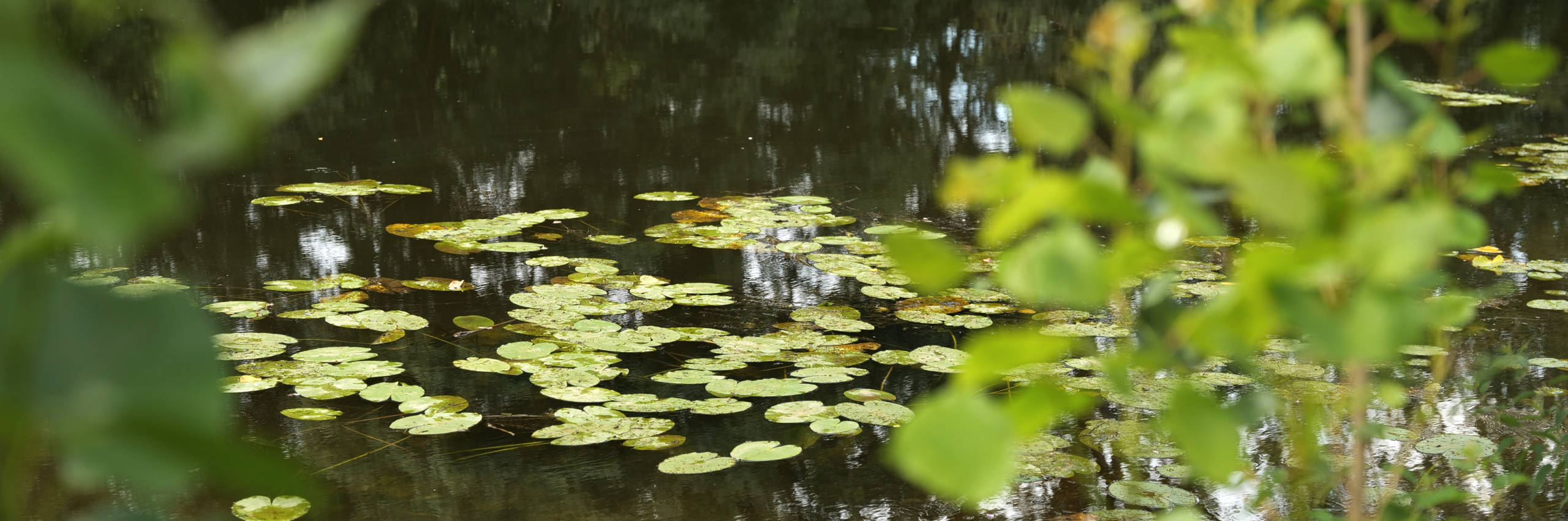 Take a stroll along the “Marmande” trail in Mareuil-sur-Lay-Dissais