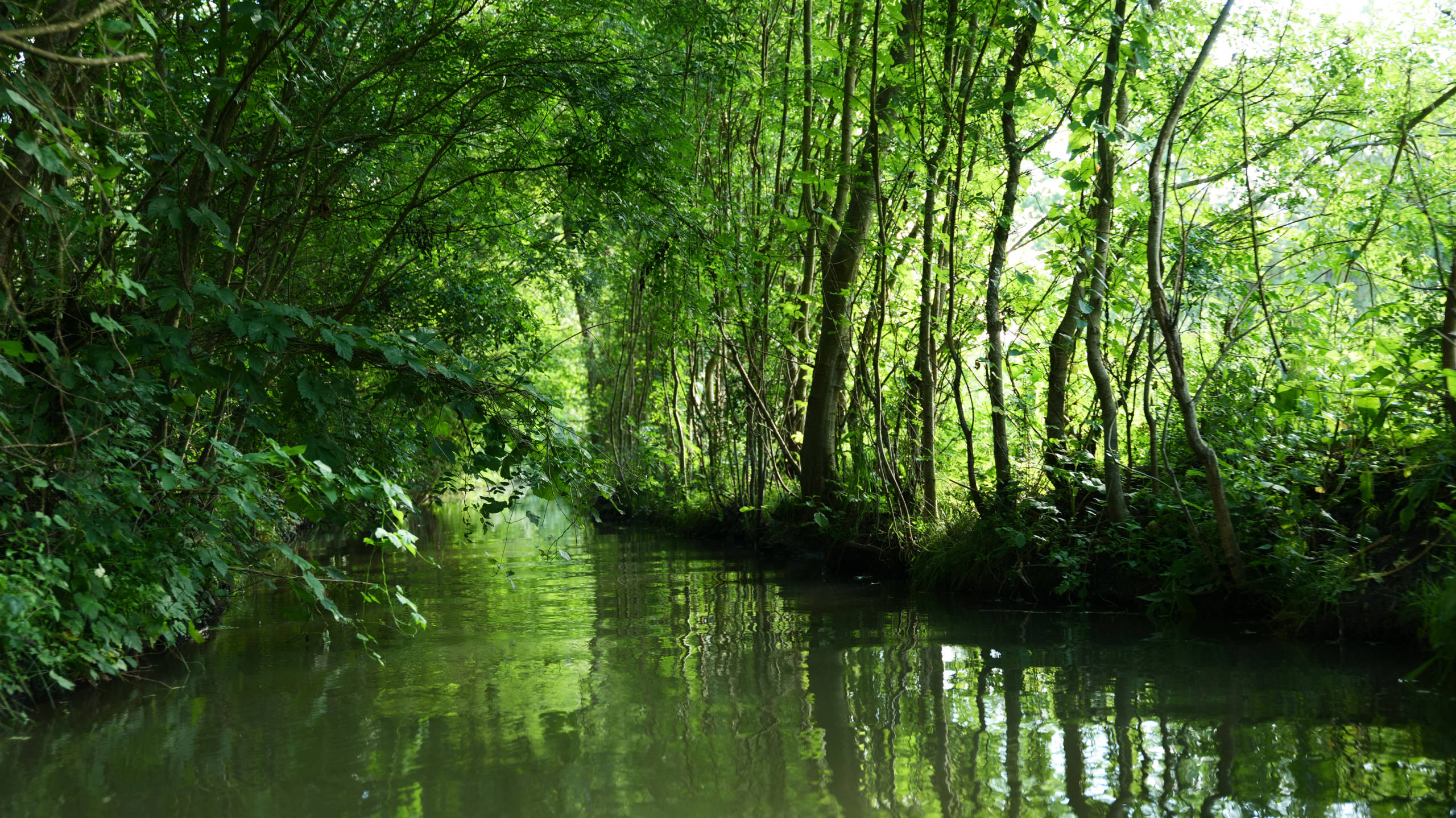 Promenade guidée en kayak au coeur du Marais poitevin