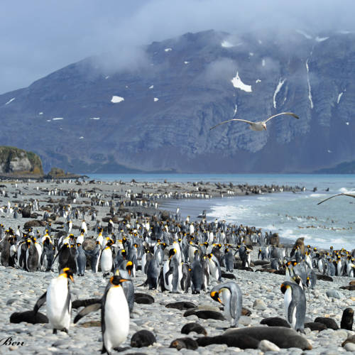 International Festival of the Ornithological Movie