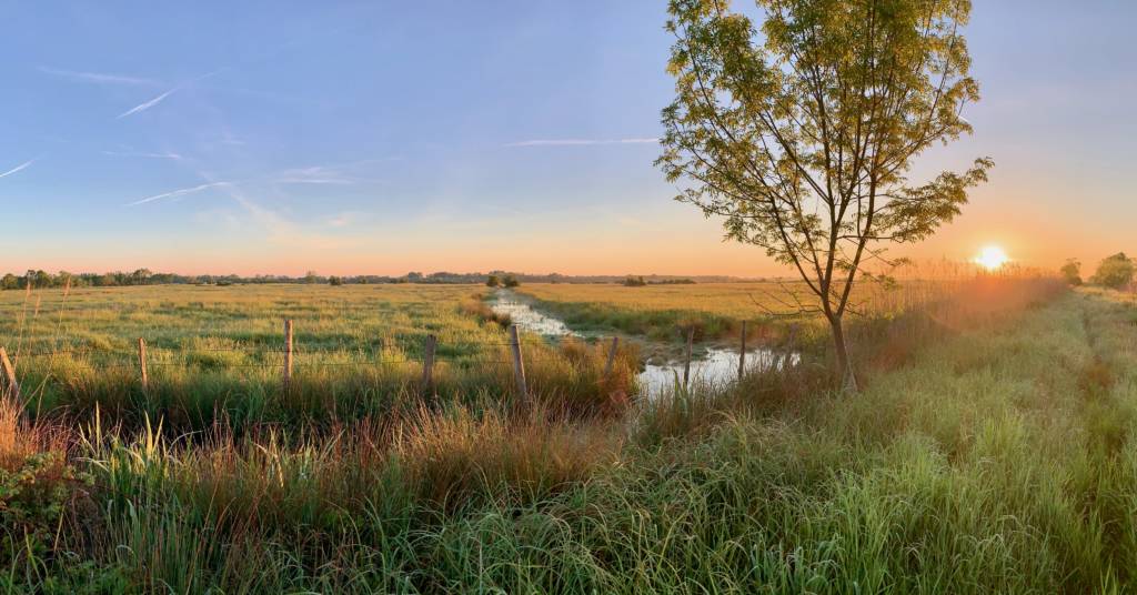 Dry marshes