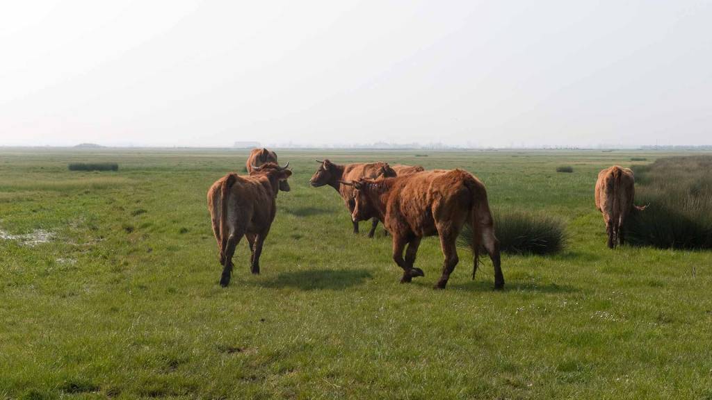 Le marais communal au Marais poitevin - Vaches dans un marais communal