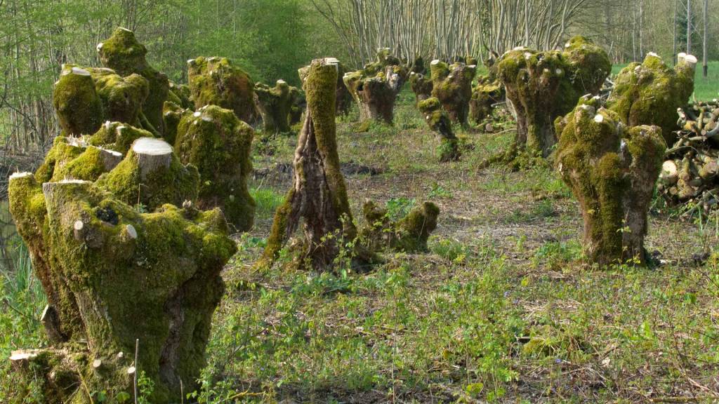 Frênes tétards étêtes dans une terrée du Marais poitevin