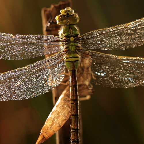 Natural treasures