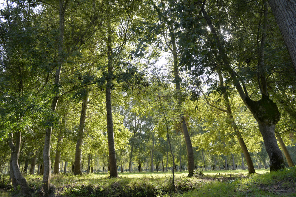 Promenade en barque dans le parc naturel du marais poitevin