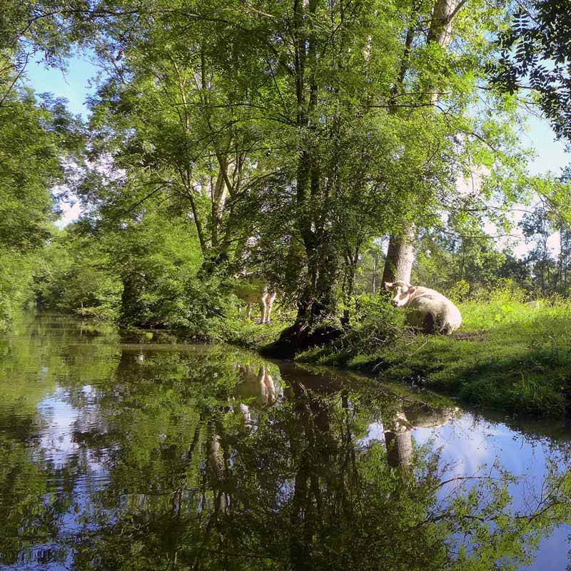 Vache au bord de l'eau dans le marais poitevin