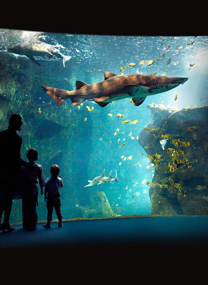 The aquarium of La Rochelle
