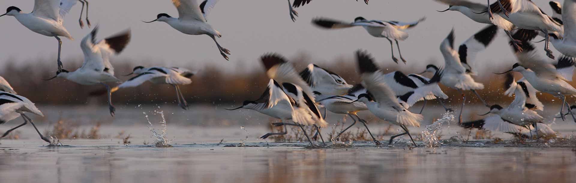 Observez les oiseaux dans le Marais poitevin