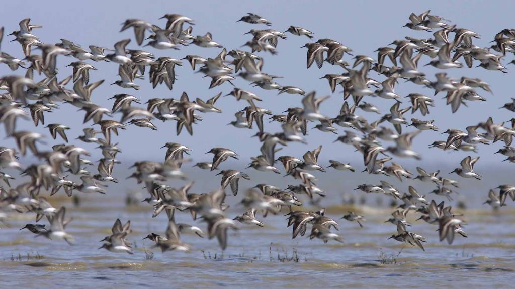 Observer les oiseaux migrateurs dans le Marais poitevin