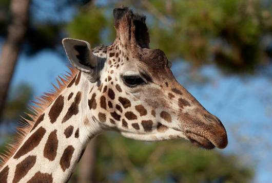 Zoo de la Palmyre, l’un des parcs zoologiques les plus renommés d’Europe : 18 hectares et 115 espèces différentes. Ouvert toute l’année.