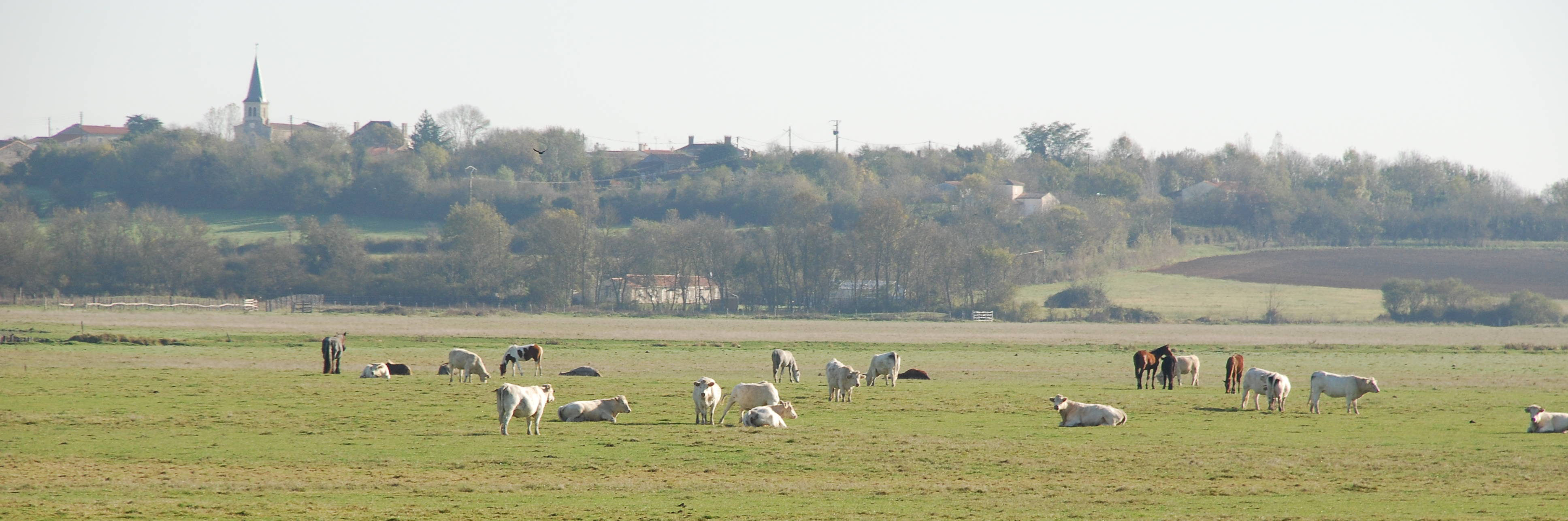 The brand “Valeurs Parc Naturel Régional” for beef meat in the Marais poitevin