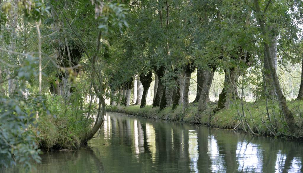 Voie d'eau bordée de frênes tétards dans le Marais poitevin