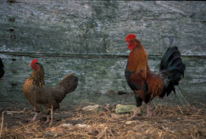 Poule de Marans