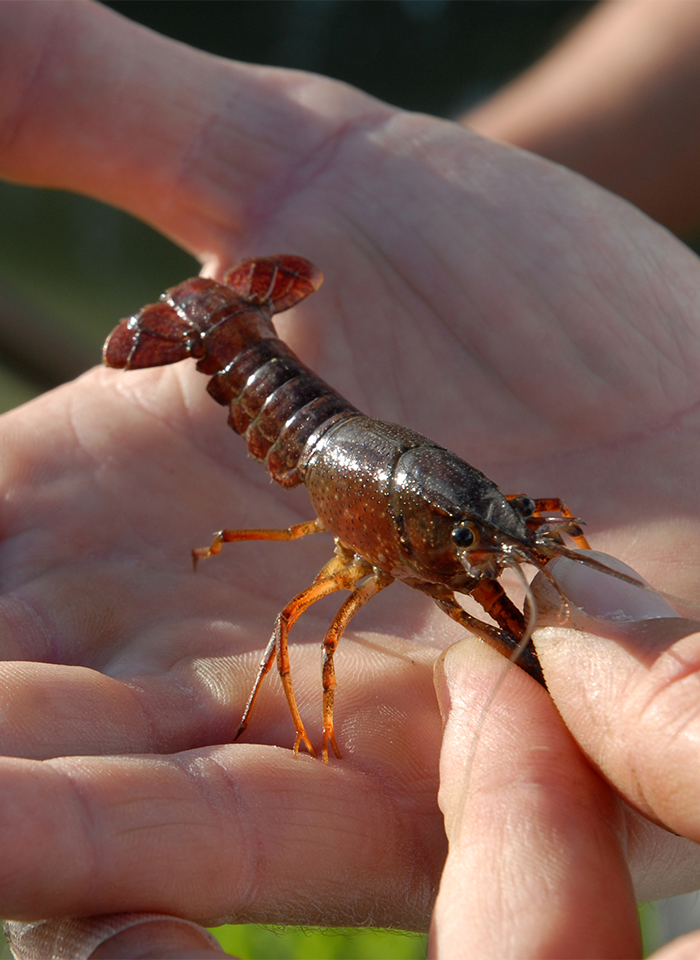 Peche à l'écrevisse de Louisiane dans le Marais poitevin