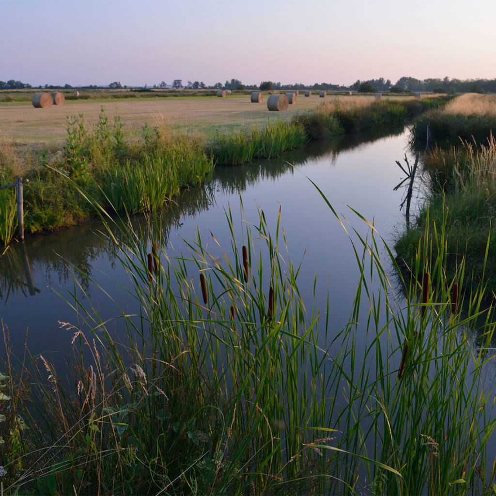 Paysage du marais desséché