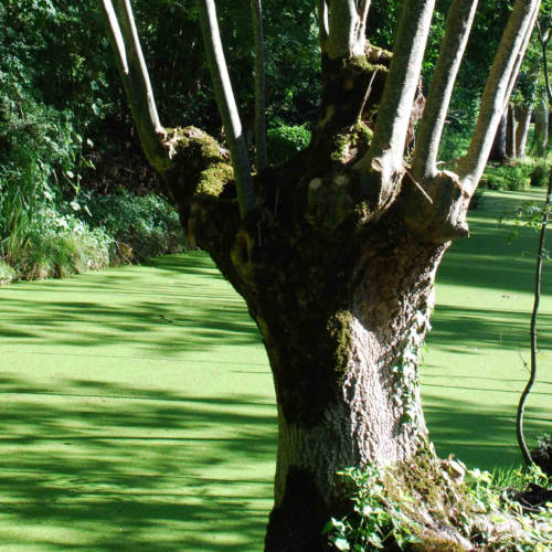 Feast of the Tadpole Ash Tree