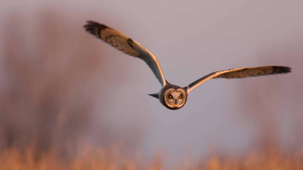 Le Hibou des Marais en plein vol