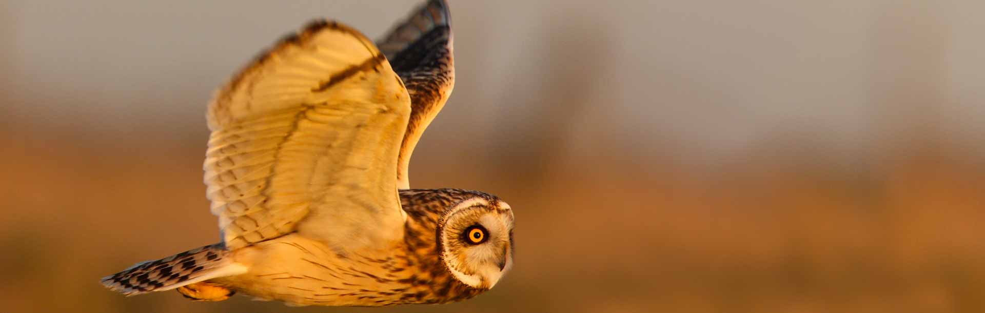 The Short-Eared Owl