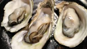 Tasting of oysters at La Faute sur Mer in the Marais poitevin nature régional park