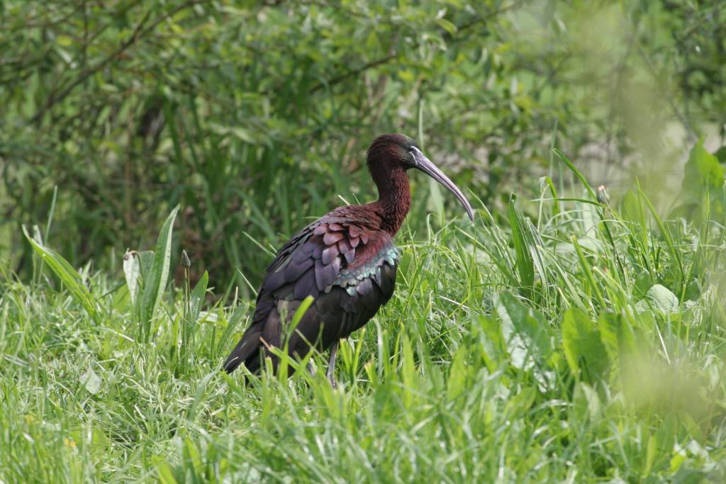 ibis falcinelle au parc ornithologique du marais poitevin à saint hilaire la palud dans le parc naturel régional du marais poitevin