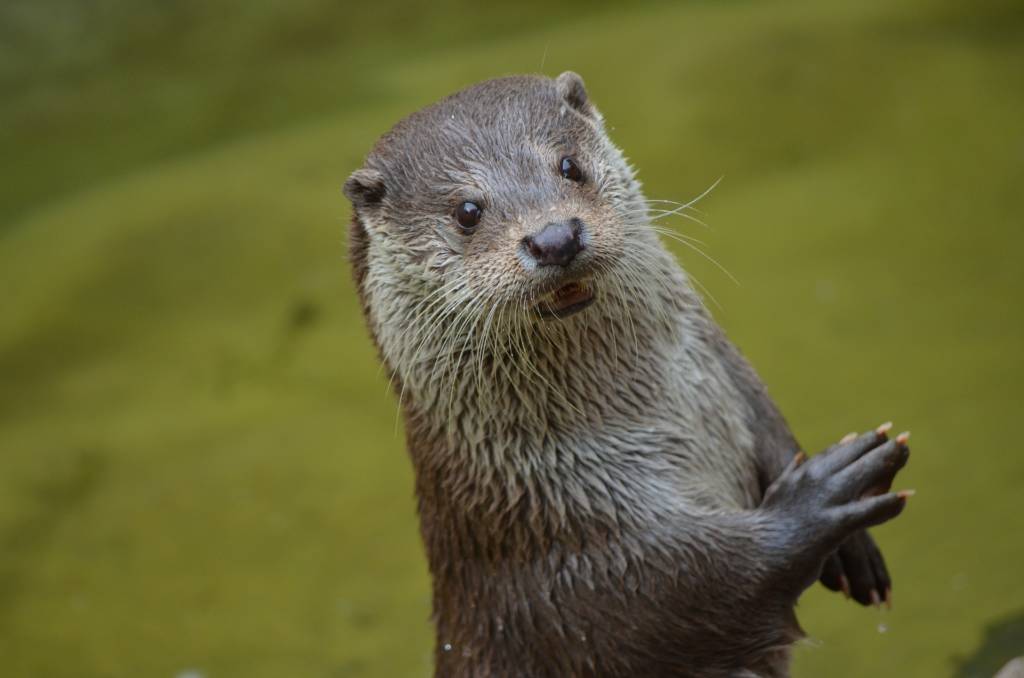 An otter, emblematic animal of the Marais poitevin.