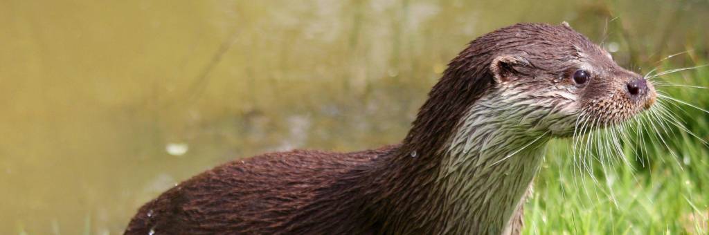 Sur la piste de la loutre dans le Marais poitevin