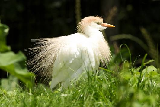 Héron Garde-boeuf dans le parc ornithologique les oiseaux du Marais poitevin - Saint-Hilaire-la-Palud, commune du Parc naturel régional du Marais poitevin