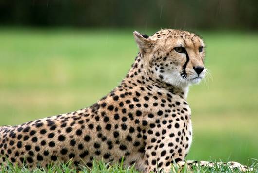 Natur'zoo de Mervent, zoo du Sud Vendée près du Marais poitevin