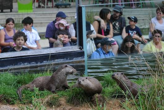 Zoodyssée, parc animalier dans la forêt de Chizé avec plus de 70 espèces animales dont la loutre