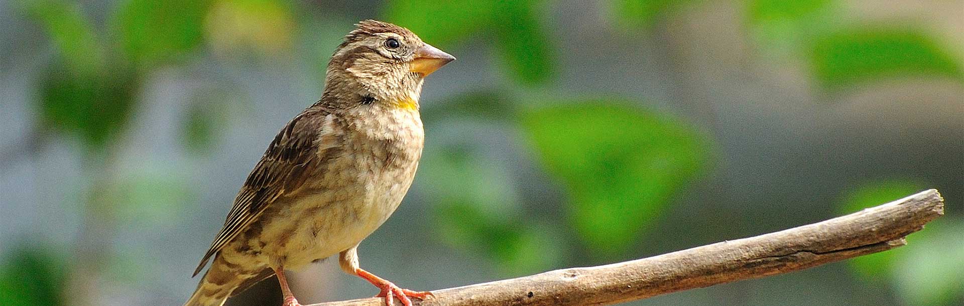 The rock sparrow in the Marais poitevin