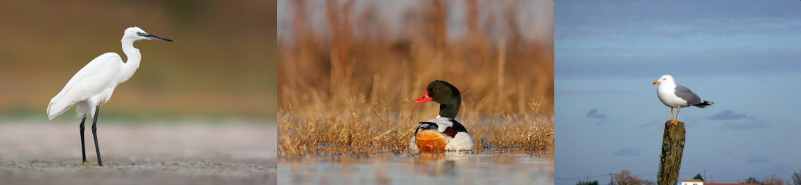 Une aigrette Garzette, un Tadorne de Belon, un goéland : quelques espèces observées à la réserve.