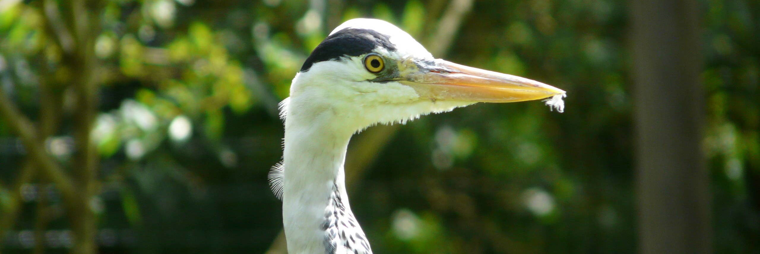 Les oiseaux du Marais poitevin, un parc ornithologique grandeur nature