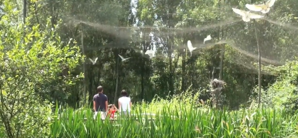 Visite du parc ornithologique les oiseaux du Marais poitevin