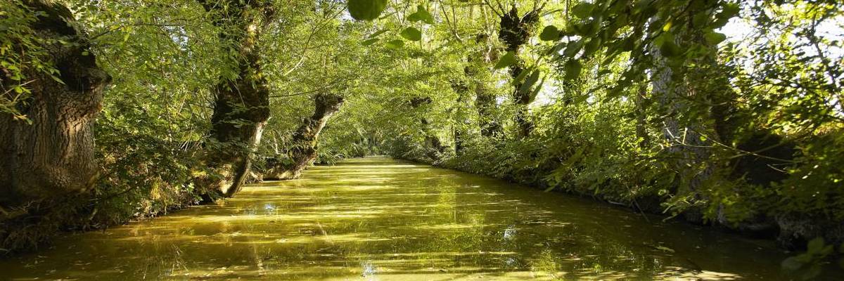 Conche bordée de frênes tétard dans le Marais poitevin