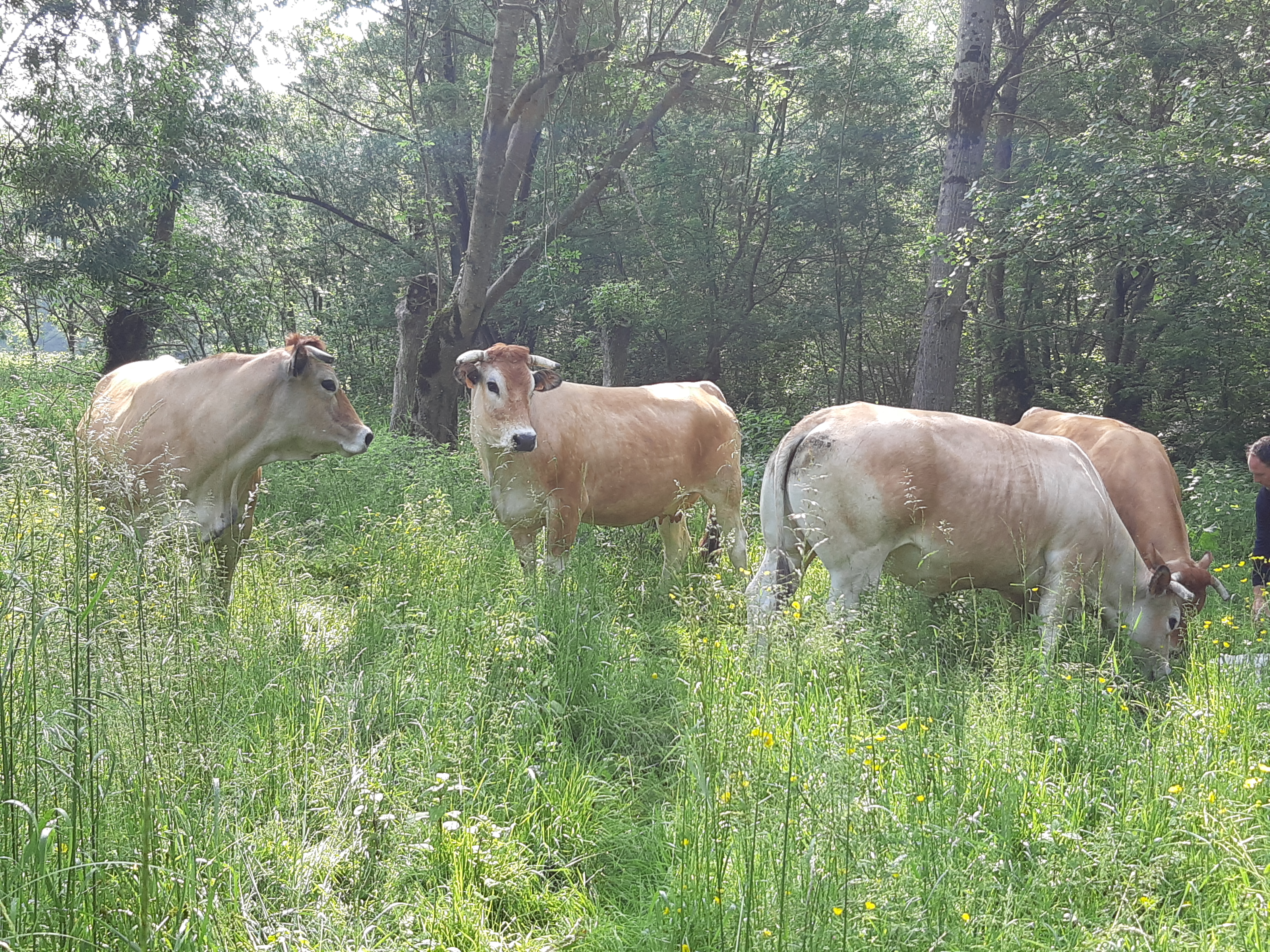 Cows in the fields in the Marais Poitevin