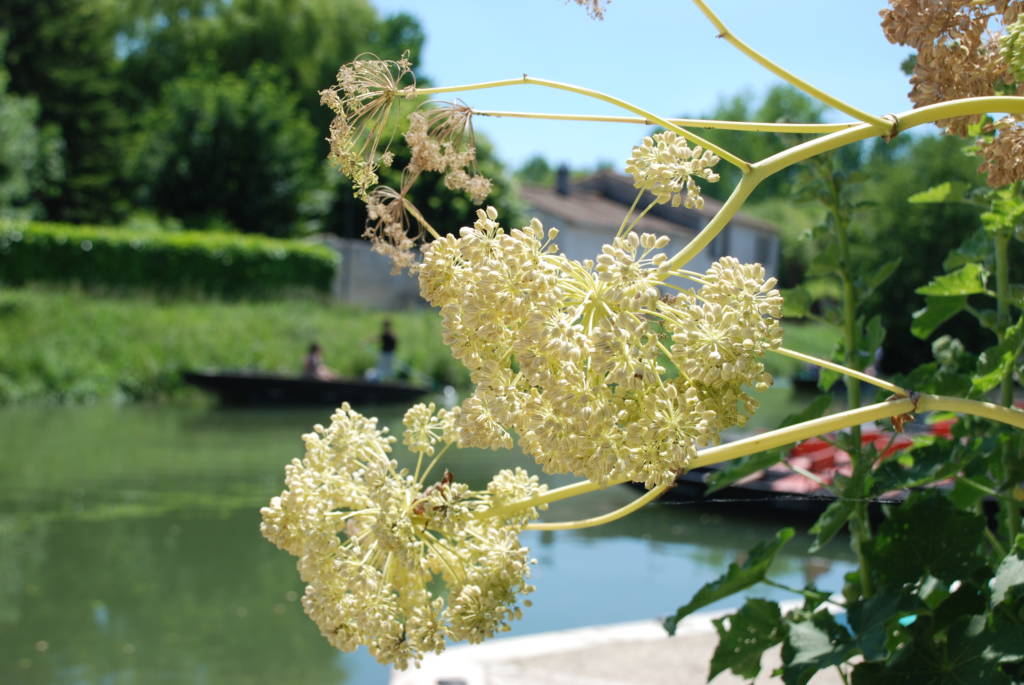 Angélica, iconic plant of the Marais poitevin