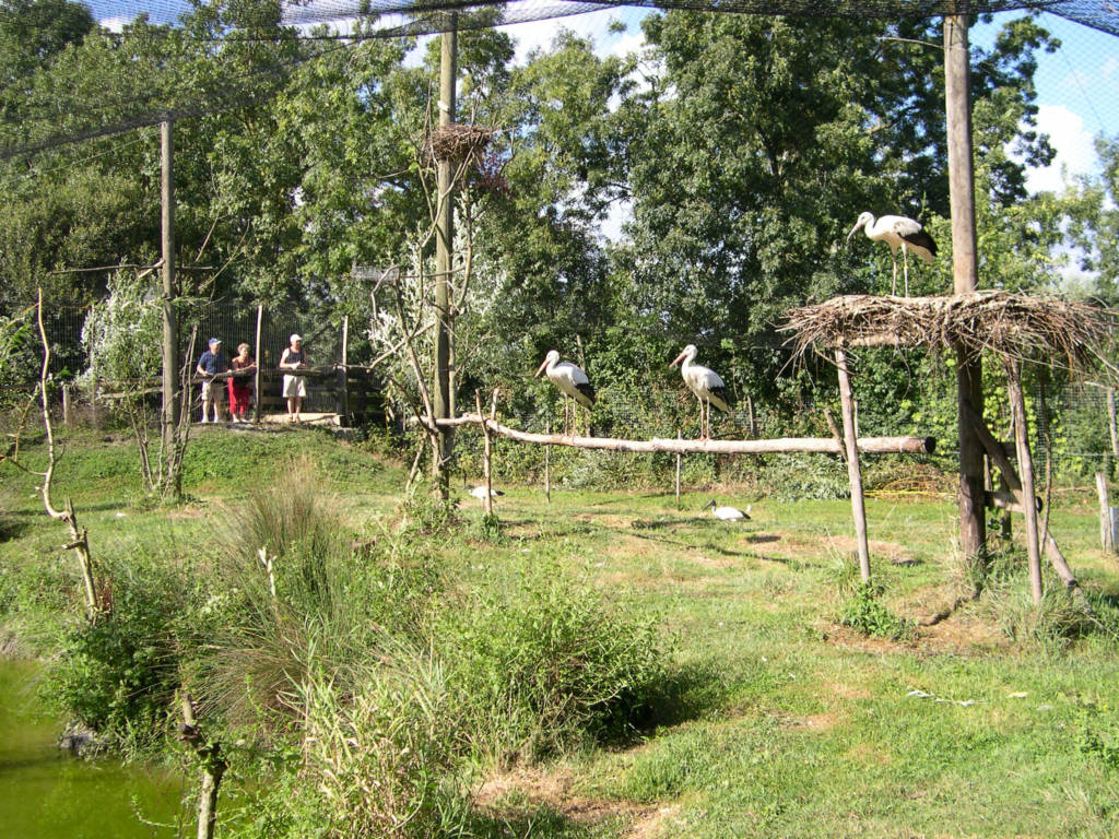 Observation des cigognes au Parc ornithologique
